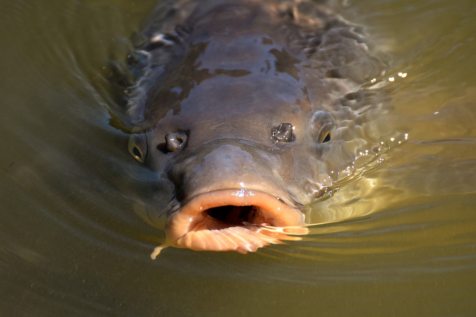 Hungry for change. Carp happily waiting for Christmas Eve