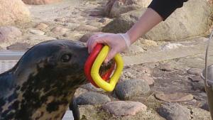 Czy współcześni chrześcijanie będą jak ta przemiła, aportująca foczka z Oceanarium na Helu?! Stać na na pewno na dużo więcej!