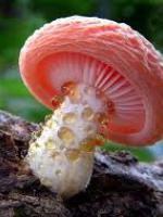 Joseph Mushroom vel Fungus