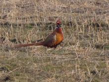 Obrazek użytkownika Jantar Obrazek użytkownika Jantar